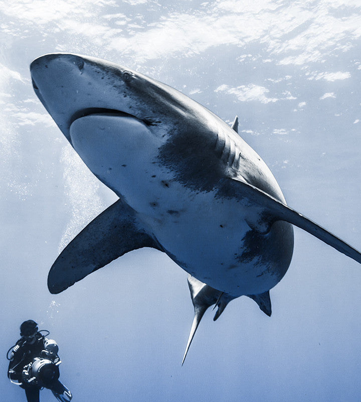 Oris Saves The Sharks, One Watch At A Time