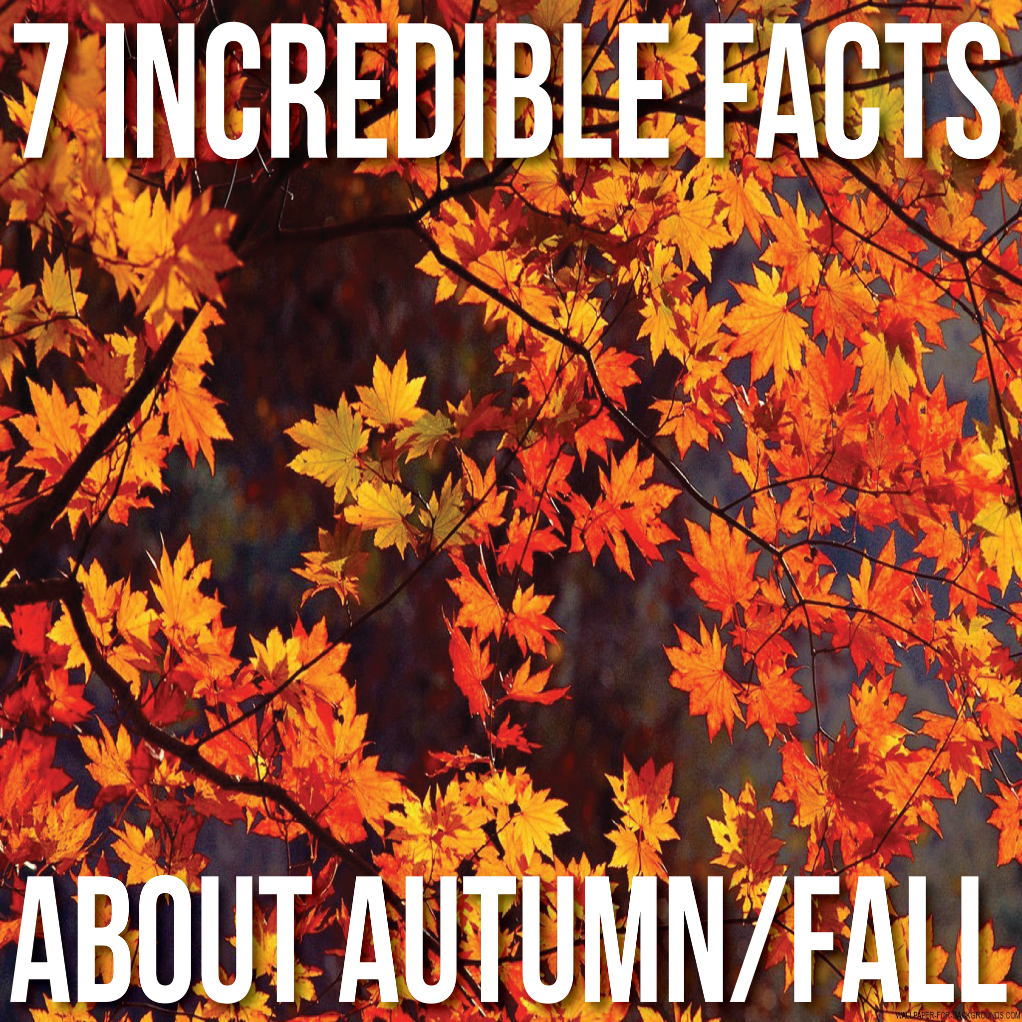 7 Incredible Facts about Autumn/Fall
