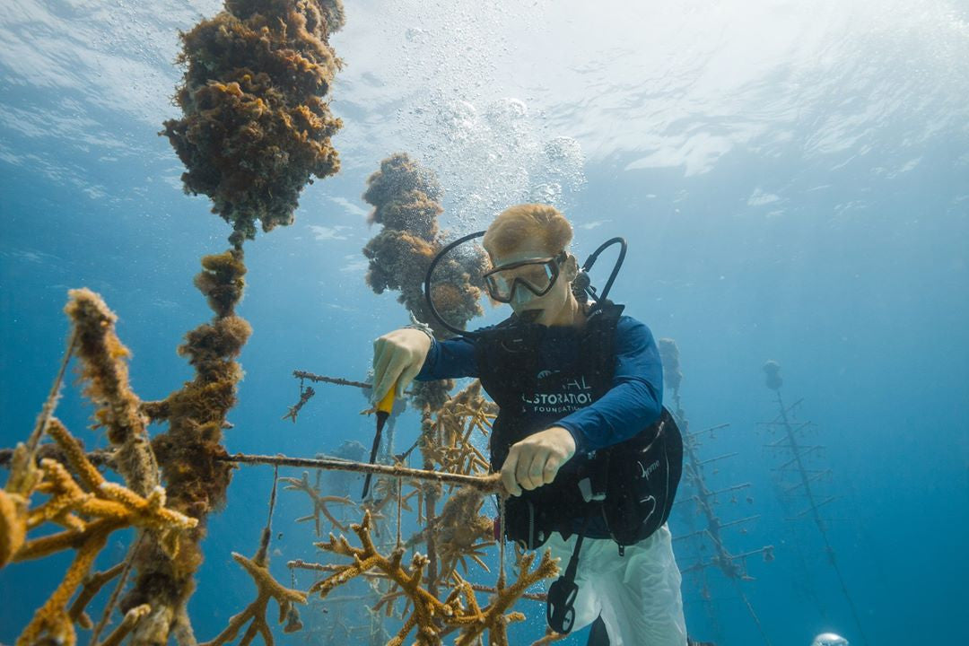 Oris Watches Partners with Coral Restoration to Help Save Our Reefs
